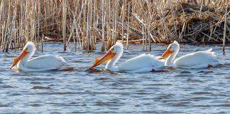 Pelicans - Eagle Lake, MN