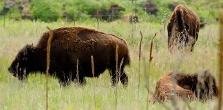 Photo by Rick Pepper - North American Bison at Minneopa Park.