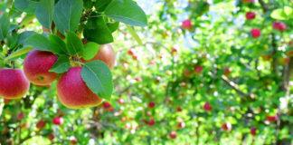 Apple Harvest - Mankato, MN