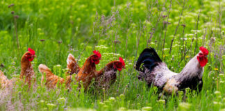 Backyard Chickens - Mankato, MN