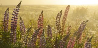 Photo by AJ Dahm - Wild Lupine Dream