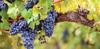 Grapes and grape vines