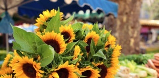 Sunflowers