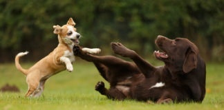 Dogs playing