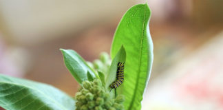 Photo by Mary Torgusen - For 10-14 days the caterpillars do nothing but "crawl, eat and poop" until it's time to form their chrysalis.