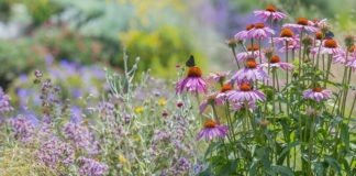 Echinacea purpurea -coneflower in the garden close up