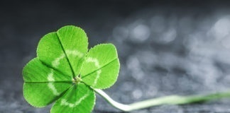 Bright green good luck four leaf clover.