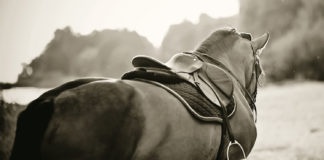 Saddle with stirrups on a back of a stallion.