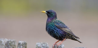 Starling