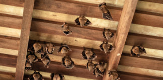 Group of Lesser Dog-faced Fruit Bat, Cyneropterus brachyotis