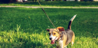 Beagle on a leash