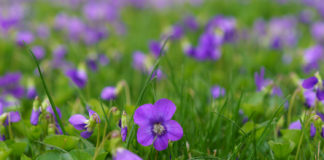 Wild Violets