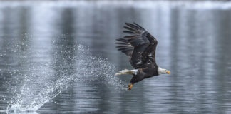 Bald eagle makes splash catching a fish.