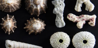 Photo by Lisa Lardy - Detail from Shells